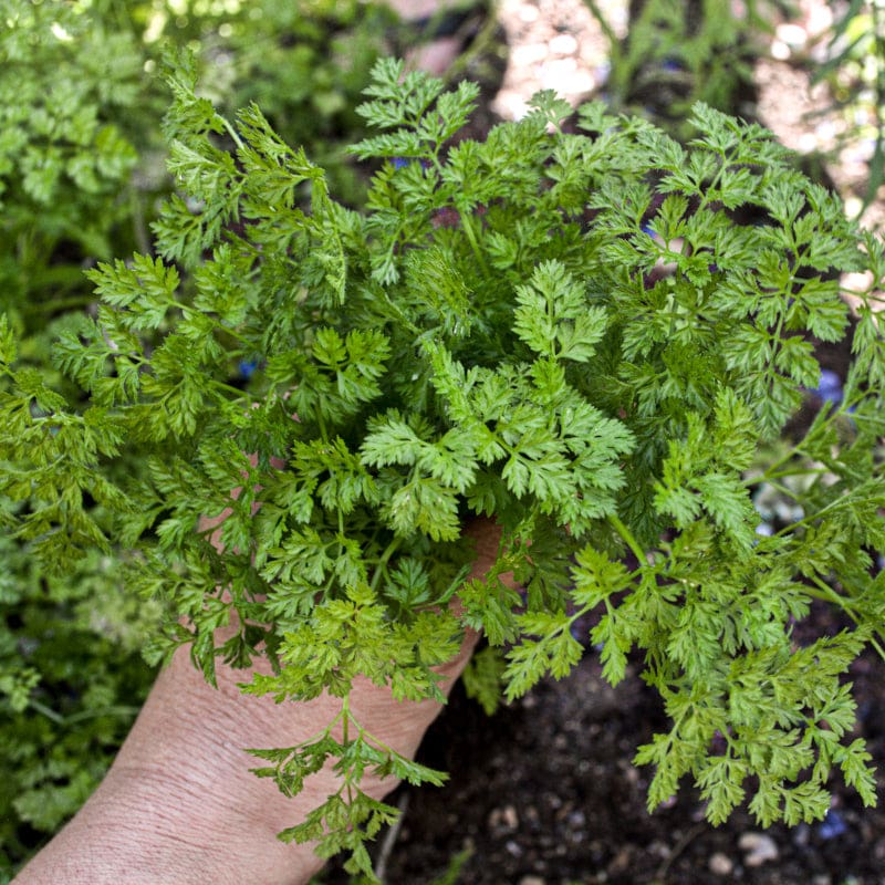 planting chervil seeds Chervil