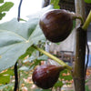 Chicago Hardy Fig - Spring