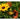 RUDBECKIA - CHIM CHIMINEE - Flowers