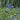 Chinese Forget-Me-Not