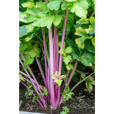 Chinese Pink Celery Organic - Vegetables
