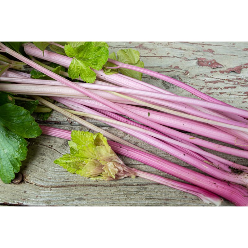 Chinese Pink Celery Organic - Vegetables