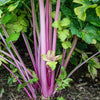 Chinese Pink Celery Organic - Vegetables