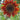 Chocolate Sunflower - Flowers