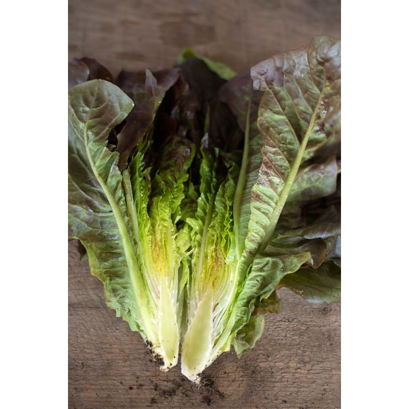 Cimmaron Lettuce (Heirloom 58 Days) - Vegetables
