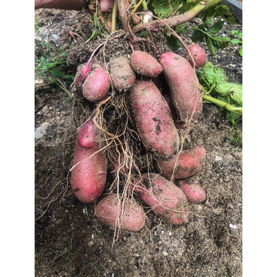 Clancy Potato (F1 Hybrid 90 Days) - Vegetables