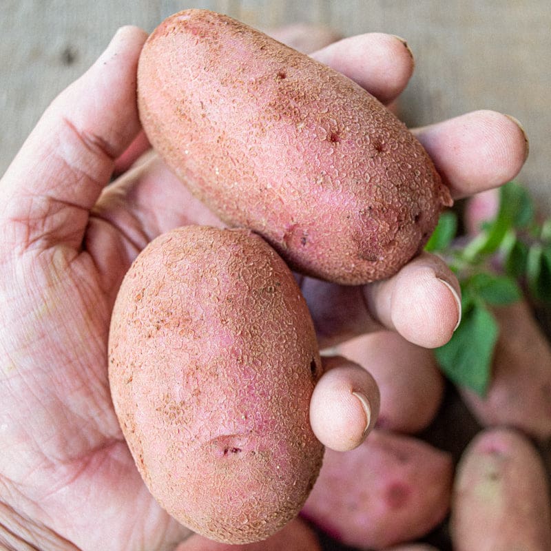 Clancy Potato (F1 Hybrid 90 Days)