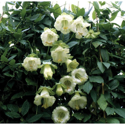 Cobaea - Alba - Flowers