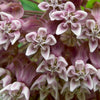 Common Milkweed - Flowers