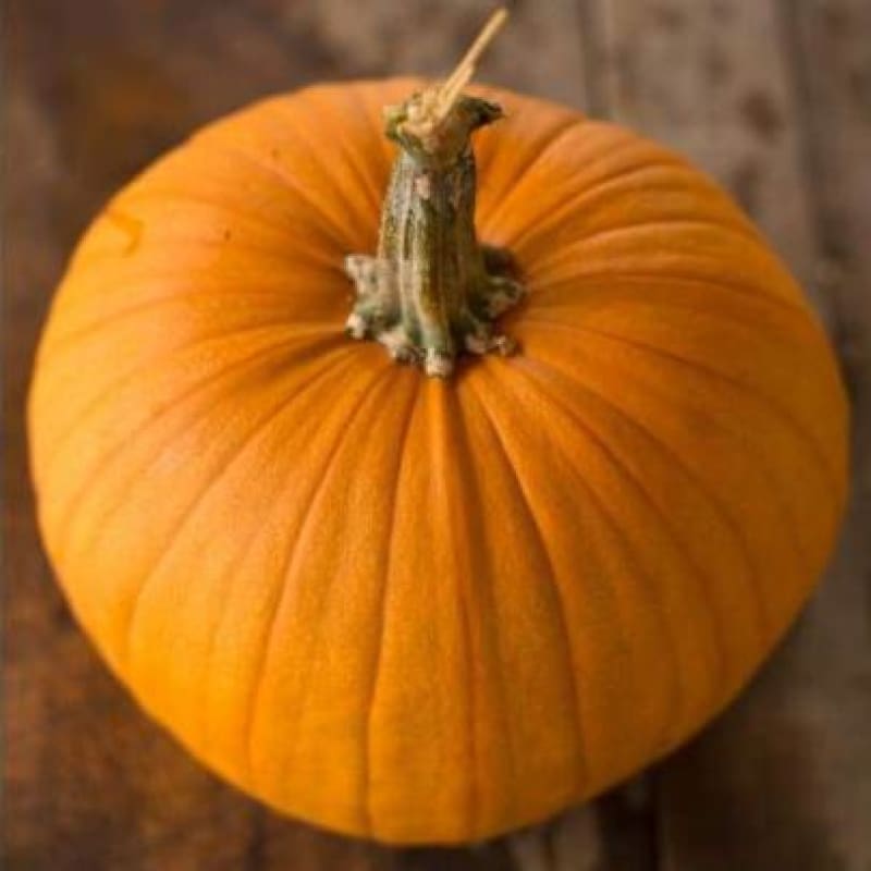 Connecticut Field Pumpkin (Heirloom 100 Days) - Vegetables