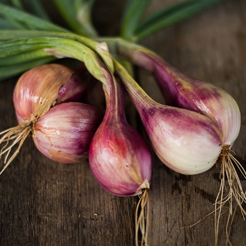 Conservor Shallot ( F1 Hybrid, 110 Days )