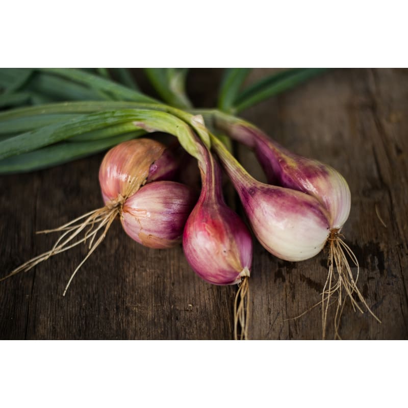 Conservor Shallot ( F1 Hybrid, 110 Days )