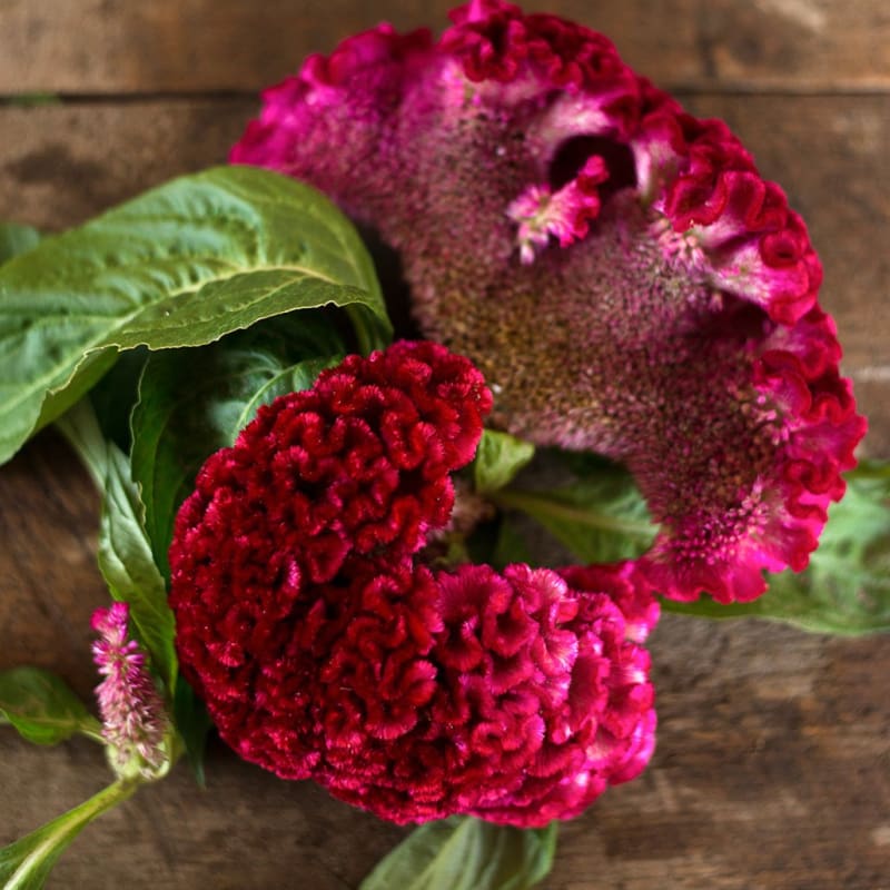 celosia indoor plant Coral Garden Celosia – Pinetree Garden Seeds