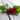 Coral Garden Celosia - Flowers