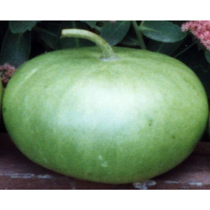 Corsican Gourd (125 Days) - Vegetables