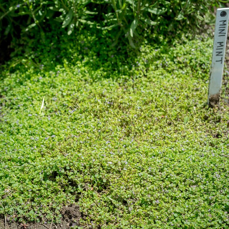 mint seed planting Corsican Mint