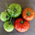 Country Taste Tomato (F1 Hybrid 70 Days) Vegetables