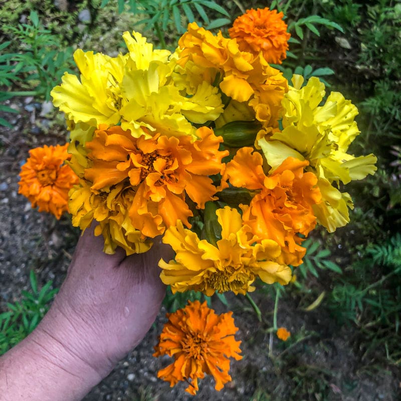 marigold crackerjack seeds Marigold Crackerjack
