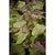 Cracoviensis Lettuce (Organic Heirloom 50 Days) - Vegetables