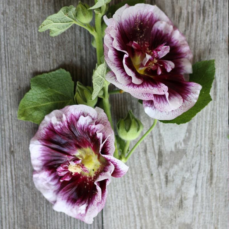 hollyhock seeds planting depth Creme de Cassis Hollyhock