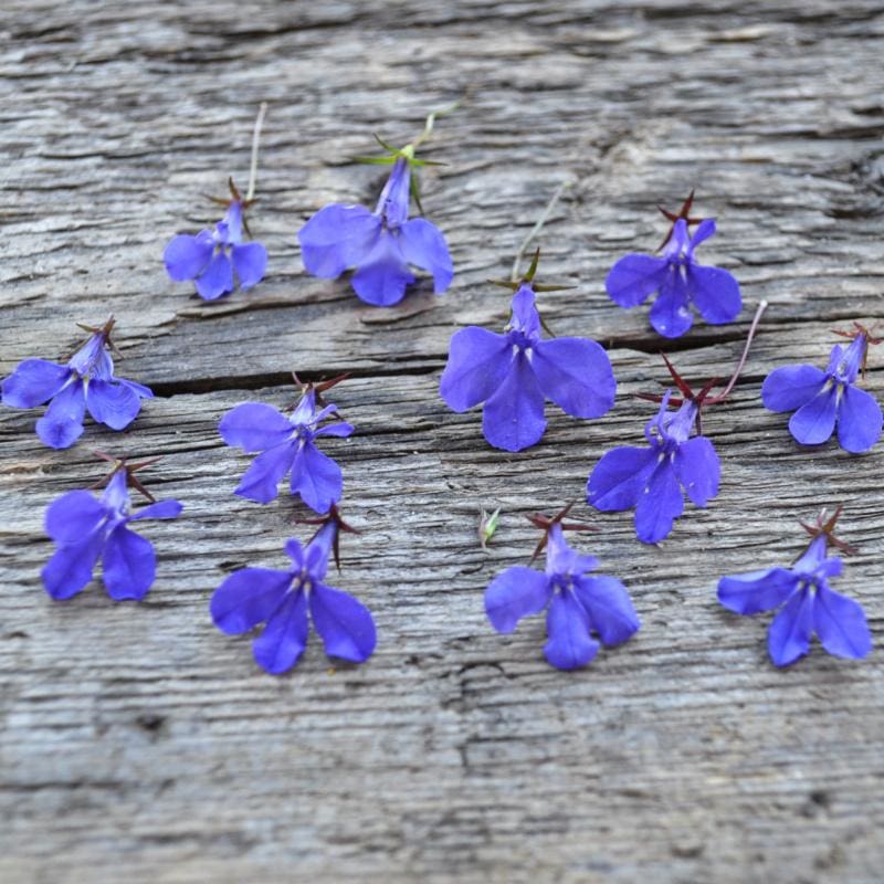 planting lobelia seeds indoors Crystal Palace Lobelia