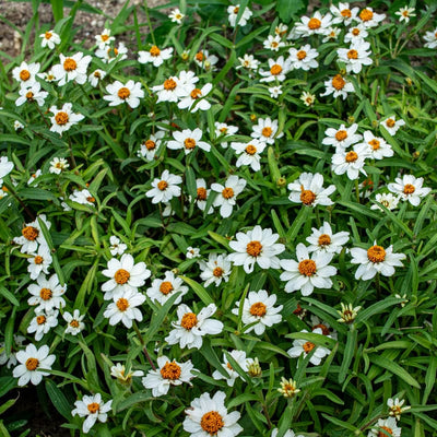 Crystal White Zinnia - Flowers
