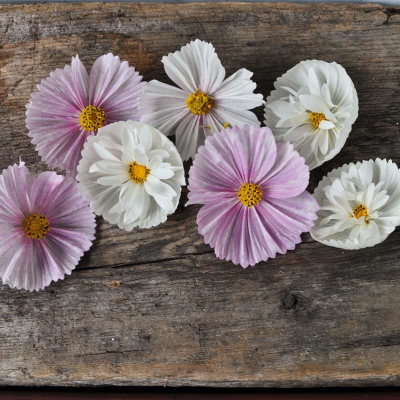 cupcake cosmos flower seeds Cup and Saucers Mix Cosmos