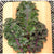 Curly Roja Kale (Organic 55 Days) - Vegetables
