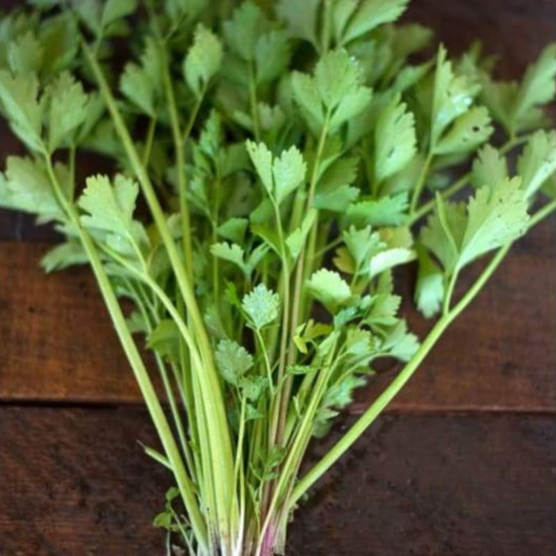 celery seed plant Cutting Celery (80 Days)