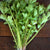Cutting Celery (80 Days) - Vegetables