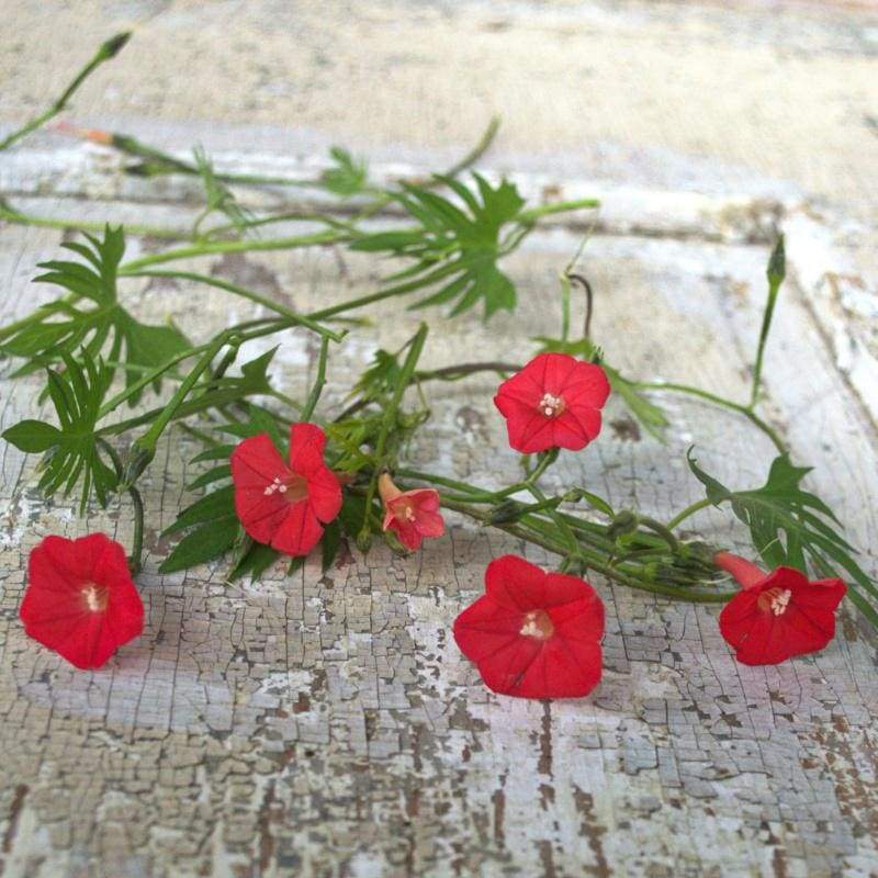 cardinal flower vine seeds Cypress Climber- Cardinal – Pinetree Garden Seeds