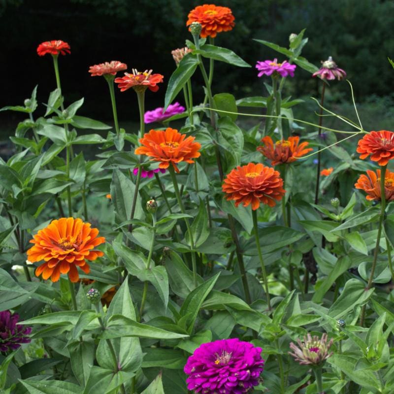 dahlia mix seeds Dahlia Flower Mix Zinnia