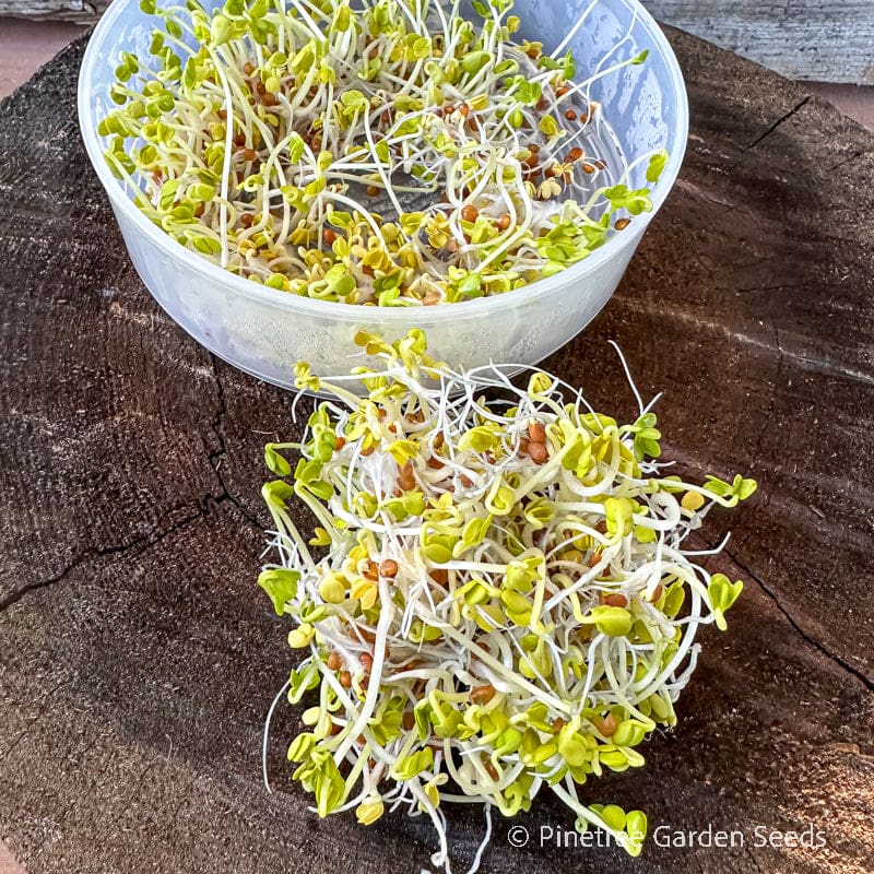 planting daikon radish seeds Daikon Radish Sprouting Seed (Organic) – Pinetree Garden Seeds