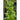 Dash Spinach (F1 Hybrid 39 Days) - Vegetables