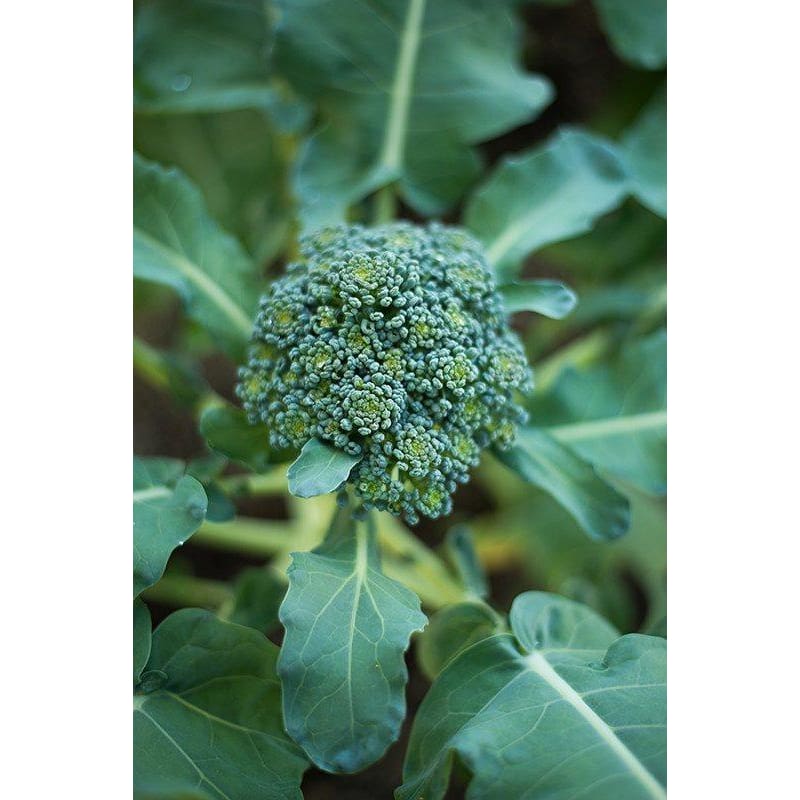 Di Cicco Broccoli (Heirloom 55-70 Days) - Vegetables
