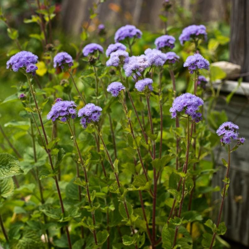 ageratum flower seeds Bulk Ageratum Seeds