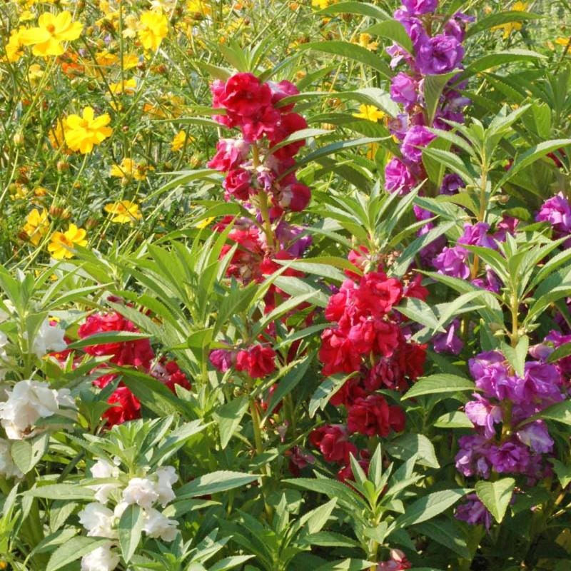 garden balsam seeds Double Camelia Mix Balsam