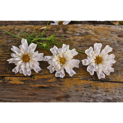 Double Click Snow Puff Cosmos - Flowers