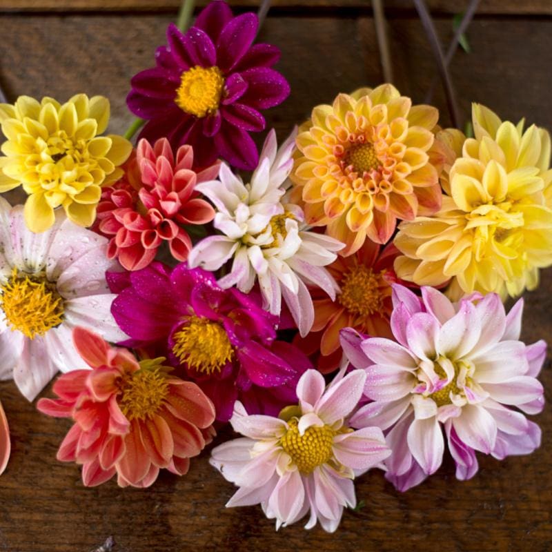 dahlia flowers seeds Double Extreme Dahlia – Pinetree Garden Seeds