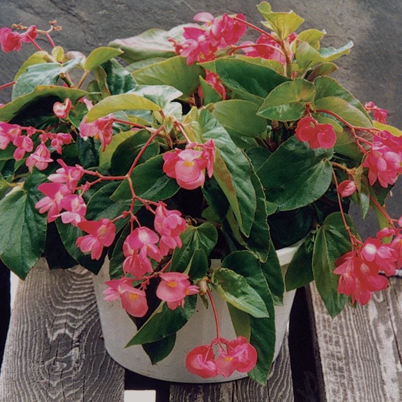 planting begonias from seed Dragon Wing Pink Begonia