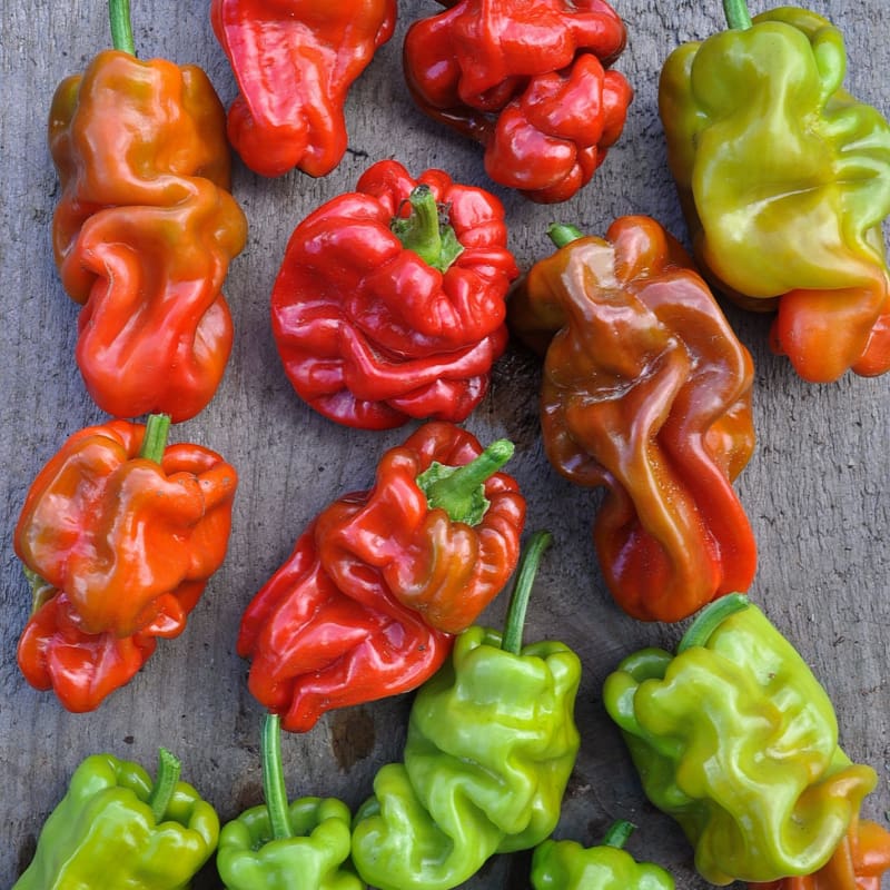 Dragon’s Toe Pepper (F1 Hybrid 65-85 Days) - Vegetables
