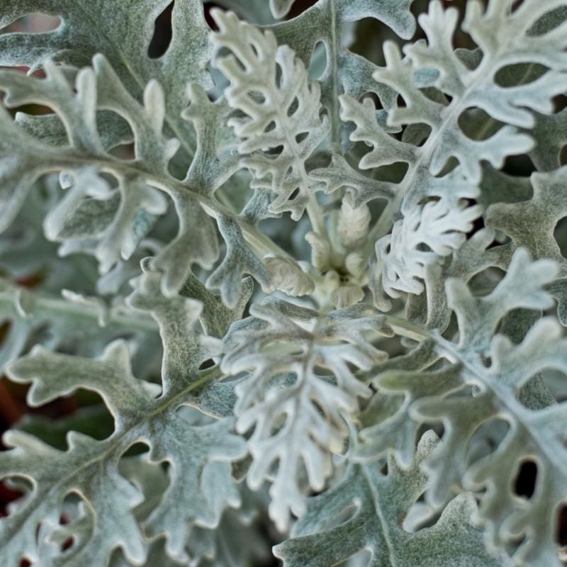dusty miller plant seeds Silver Leaf Dusty Miller Plant