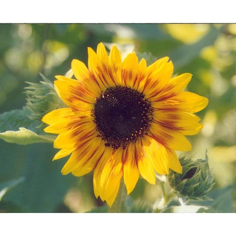 Dwarf Music Box Sunflower