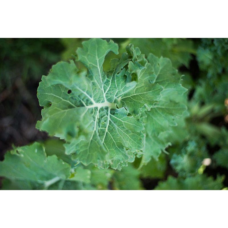 Dwarf Siberian Kale (50 Days) - Vegetables