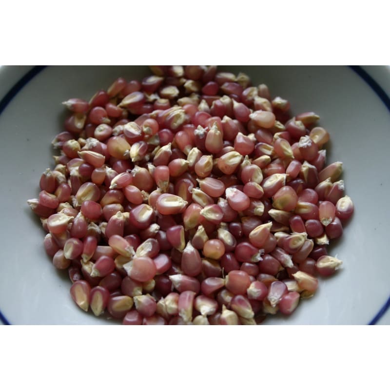 Early Pink Popcorn (100 Days) - Vegetables