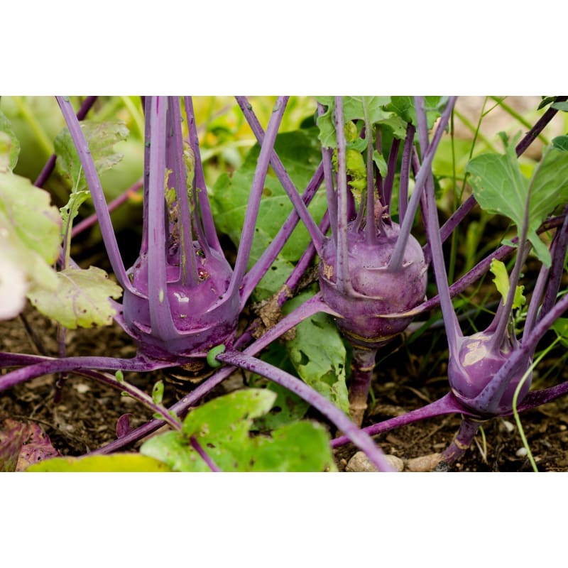 Early Purple Vienna Kohlrabi (Heirloom) (60 Days) - Vegetables