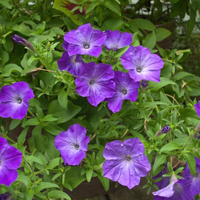 lavender petunia flower Easy Wave Lavender Sky Blue Petunia