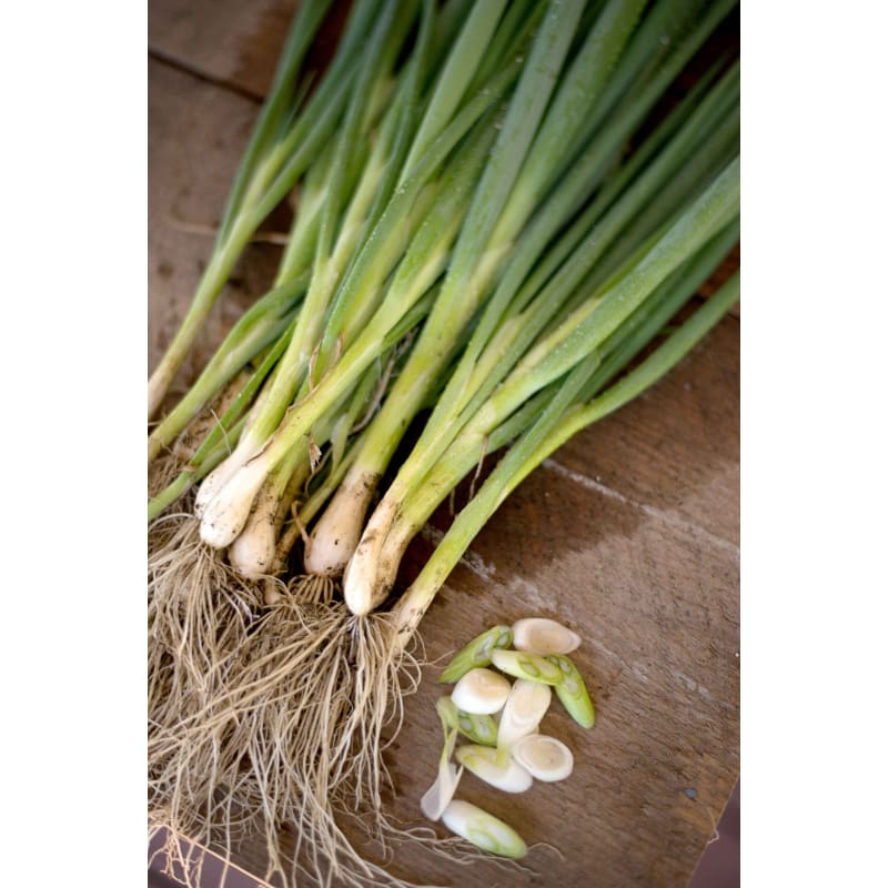 Evergreen Bunching Heshiko Onion (Heirloom 65 Days) - Vegetables