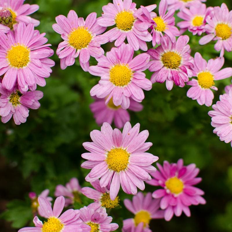 mum seeds from plant Fall Mum Chrysanthemum
