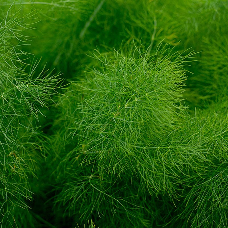 fennel plant with seeds Fennel